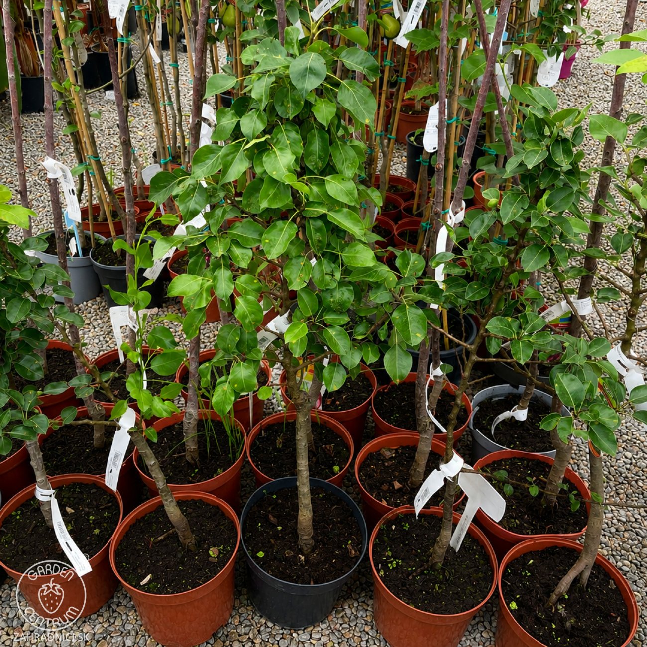 Obrázok Mini hruška nízkokmenná (Pyrus communis) ´GARDEN PEARL´® - jesenná, výška 60-90 cm, kont. C5L